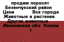продам поросят .Безенчукский район  › Цена ­ 2 500 - Все города Животные и растения » Другие животные   . Ивановская обл.,Кохма г.